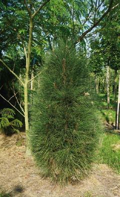 19 250-300 beveerd 5 Pinus