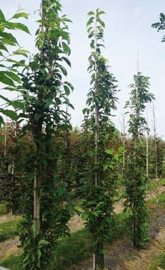 Prunus cerasifera Nigra 8-10