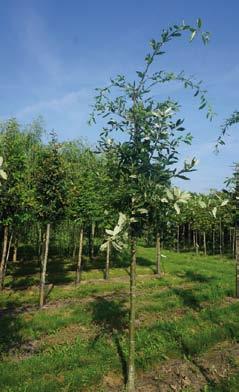 6 12-14 3 Quercus alba
