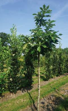 Quercus coccinea 8-10 25