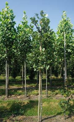 6 16-18 1 Quercus frainetto