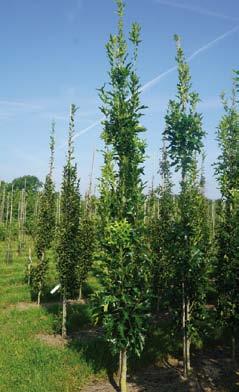 Quercus palustris 8-10 7 10-12