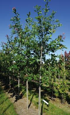18-20 5 Quercus palustris