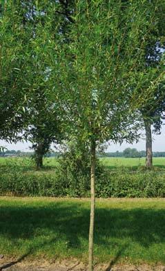 25-30 1 Salix babylonica