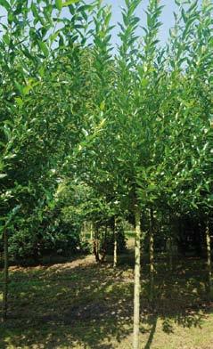 Salix fragilis 10-12 1 12-14 3