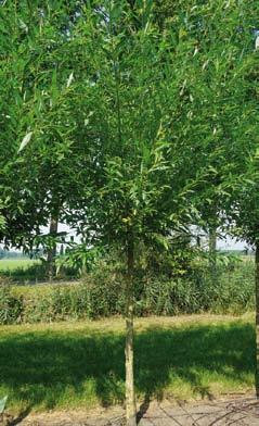 18-20 6 Salix purpurea Nana