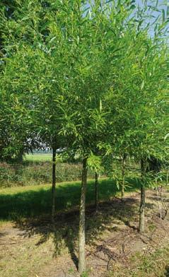 Salix sepulcralis Tristis 14-16