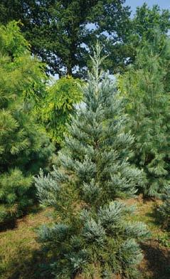 Sequoiadendron giganteum 200-250