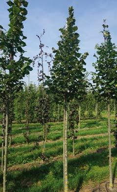 Tilia platyphyllos Örebro