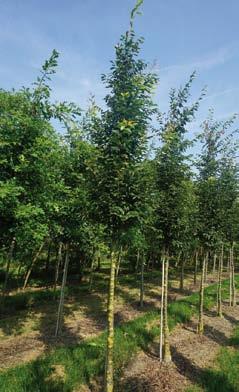 Zelkova serrata Green Vase