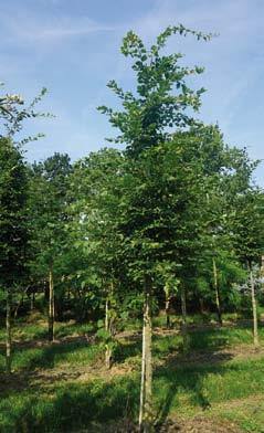 Carpinus betulus 10-12 14 12-14