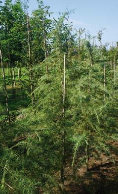 Cedrus deodara 175-200 5