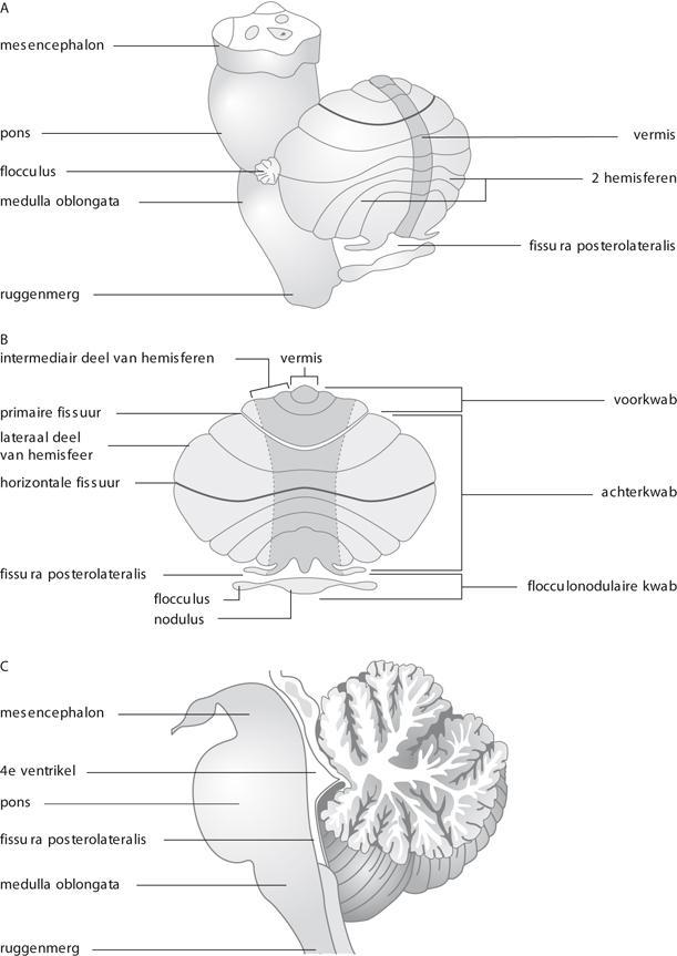 Figuur 10.2.1 Bouw van het cerebellum. A Aanzicht van links achter. B Tweedimensionale projectie van de verschillende onderdelen.