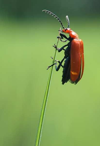 Modelvoorbeeld De bioloog K. Evers bestudeert een insectensoort. Hij beschikt over 3 eitjes, larven en insecten. Elke levensfase (ei, larve en insect) duurt één maand.