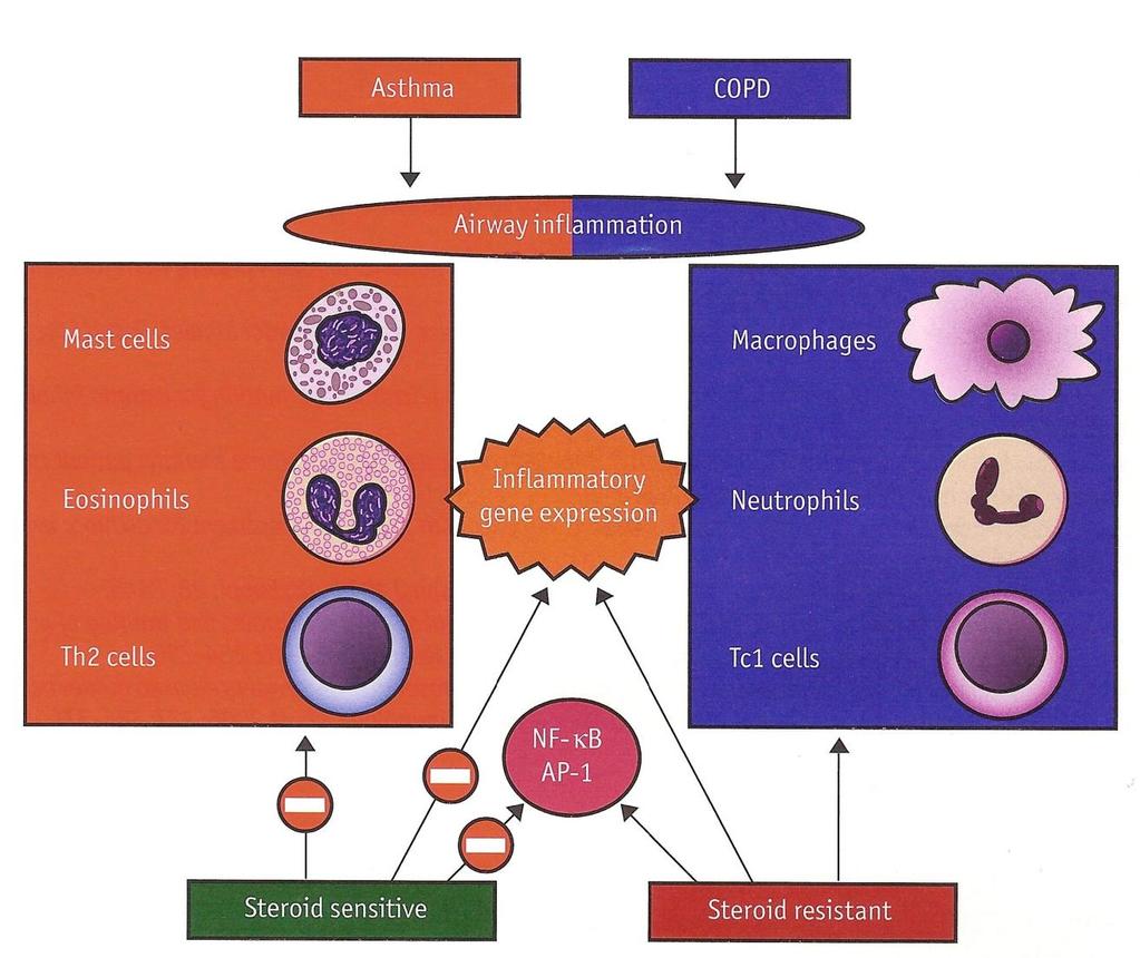 Astma & COPD: inflammatoire