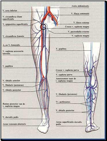 Vaatstelsel onderste extremiteiten Netwerk van bloedvaten lichaam: - Arteriën (slagaders): aanvoer bloed van hart naar lichaam - Venen (aderen): afvoer bloed van