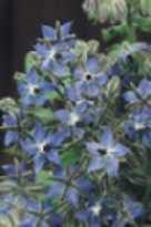 Zaaien van april tot begin juli, 50 tot 100 gram per 100 m 2 Plukbloemen Surprise Mengsel van kleurrijke zomerbloemen voor boeketten. Halfhoge tot hoge soorten.