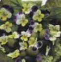 enjarig aromatisch keukenkruid dat van bloemen. Zaaien vanaf april tot juli, Artikelnummer: 75080 oorsprong uit het zuiden komt.