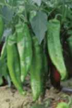 Teeltwijze: Paprika s en pepers zijn trage groeiers, vooral in de beginperiode. Het advies is om vroeg te zaaien bij warme omstandigheden voor de beste oogstresultaten.
