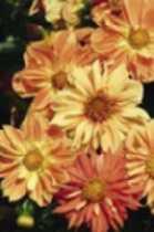 4 Amberboa muricata esert Star v s Centaurea cyanus Classic Magic Cosmos bipinnatus Sensation BLOMZAN 5 Ster der Woestijn met lila-roze bloemen die veel Zeer bijzonder mengsel van korenbloemen