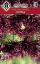 Artikelnummer: 34365 ingesneden, gefranjeerde bloembladen. Vlambloem Artikelnummer: 34960 Salvia scabra Saffina Phlox Cherry Caramel Helianthus annuus Golden Hedge Hoogte: 80 cm.