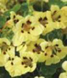 8 Tropaeolum of Oost-indische kers Zinnia pumila Lilliput Rotstuinmengsel meerjarig chinacea purpurea Alba v s 9 it zijn bekende en makkelijke tuinplanten met een Halfhoog mengsel van verschillende