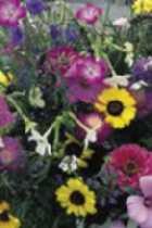 Aussaatzeit reiland: April-Juni. Blüte: Juni-Oktober. Höhe: 60-80 cm. Cutflowers Mixture, various annual cutflowers. Sowing outside: April-June. lowering: June-October. Height: 60-80 cm.
