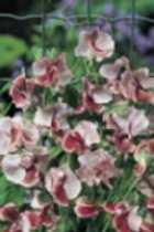 Artikelnummer: 37972 KLIMPLANTN Cobaea scandens Alba Klokwinde met bijzondere, decoratieve roomwitte klokbloemen. Hoogte: 200 cm. Zaaitijd: (2-5). Bloeitijd: 7-10.