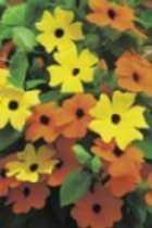 Artikelnummer: 38005 Ipomoea of Klimmende Winde it zijn snel groeiende klimmers voor op een zonnige plaats die rijk bloeien met grote kelkbloemen in de onderstaande kleuren. Hoogte: 250 cm.