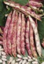 Tuinboon een rijke oogst van goede kwaliteit.