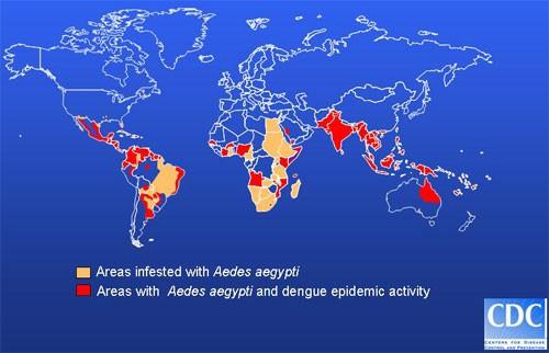 Dengue koorts: Knokkelkoorts - Na malaria belangrijkste tropische ziekte -