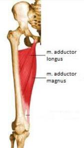 quadriceps femoris: Extensie knie Anteflexie heup (m.