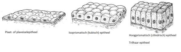 Plaat- of plaveiselepitheel Isoprismatisch (kubisch) epitheel