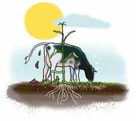 stofkringloop op een melkveebedrijf. Productie van organische stof Gras en maïs leggen door middel van fotosynthese CO 2 uit de lucht vast en produceren plantenweefsel, oftewel nieuwe organische stof.