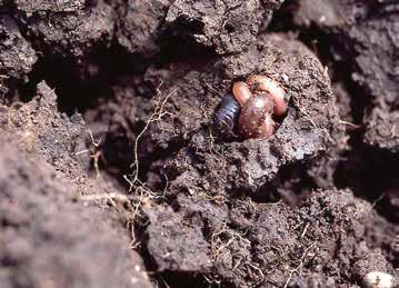 4.3 Afbraak Afbraak is ook mineralisatie Het bodemleven zorgt voor de afbraak van organische stof.