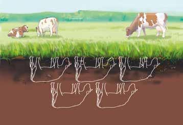 2.4 Bodemleven Organische stof als voedsel Koeien produceren melk, vlees en mest op basis van verteerbaar organische stof uit gras en maïs.