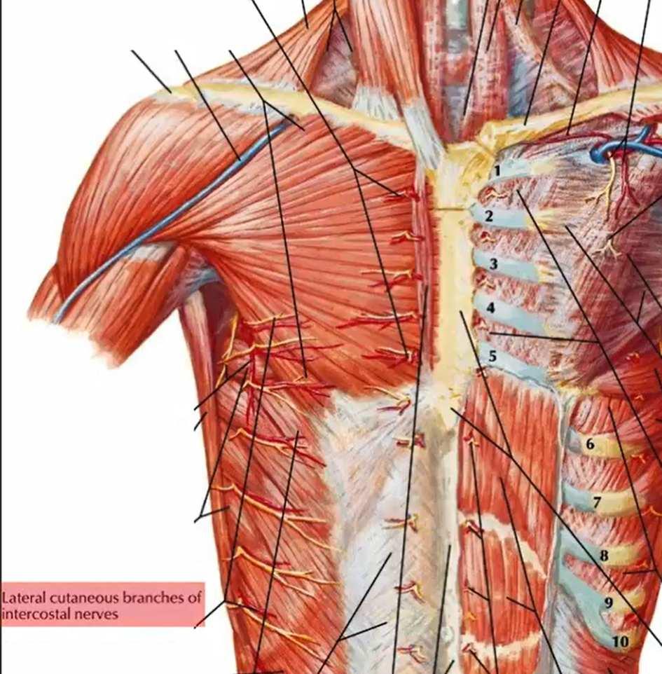 latissimus dorsi Bezenuwd