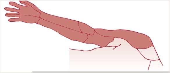 CORDS Lateral Medial Posterior Anesthesie van bovenste lidmaat onder de schouder Mediale deel bovenarm niet (n.
