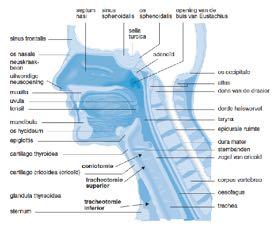 ANATOMIE