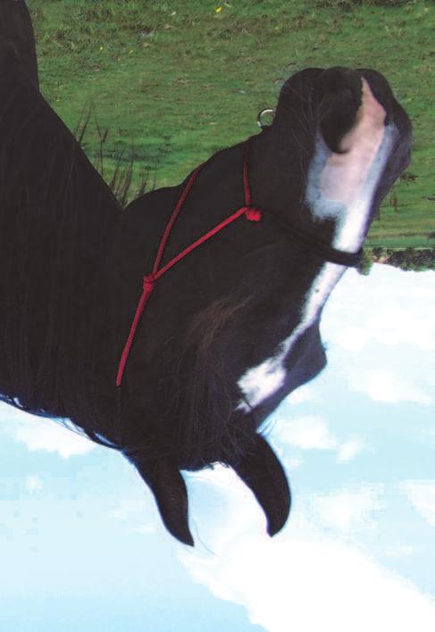 nr. 0301539 blauw shetty art.nr. 0301540 zwart pony art.nr. 0301542 rood middel art.nr. 0301543 bruin paard Wilde Äcker Großhandel 9