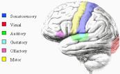 Disclosure Beperkte evidence base voor SI als een therapie die leerproblemen of (bv.