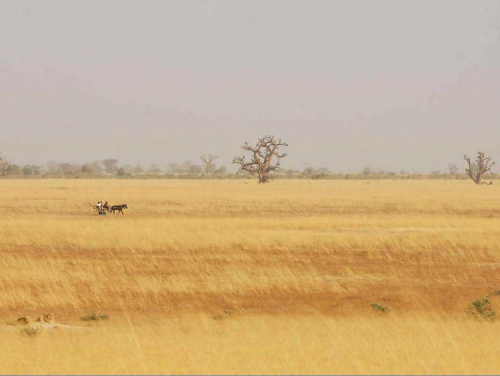 Waarom is de Sahel een probleemgebied voor onze trekvogels? 1. minder regen 2. kleinere vloedvlakten (minder regen + dammen) 3.