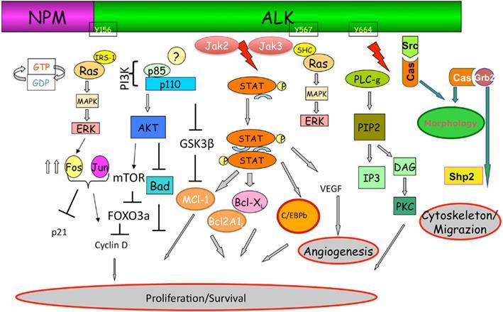 Nivolumab Pembrolizumab En verder