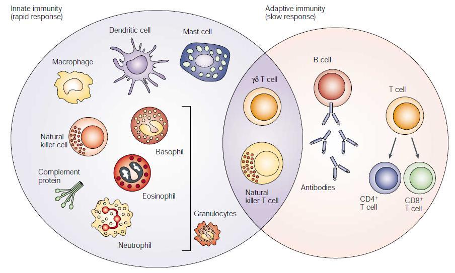 Wat is een T cel lymfoom?