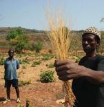 Landbouw en voedselzekerheid NGO Projectenportefeuille 2017 Bevordering van het ondernemerschap in Benin met een vergeten graansoort Steun aan de uitvoering van microprojecten rond fonio, een
