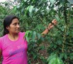 Landbouw en voedselzekerheid NGO Projectenportefeuille 2017 Ecuadoriaanse koffieboeren wapenen zich tegen klimaatsopwarming Kwaliteitskoffie brengt duurzame verbeteringen in het leven van