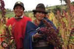 Ondernemerschap en opleiding NGO Projectenportefeuille 2017 Breng Ecuadoraanse quinoa op smaak en geef familiale boeren kansen 3 Ecuador heeft de voorbije jaren flinke stappen vooruit gezet op het