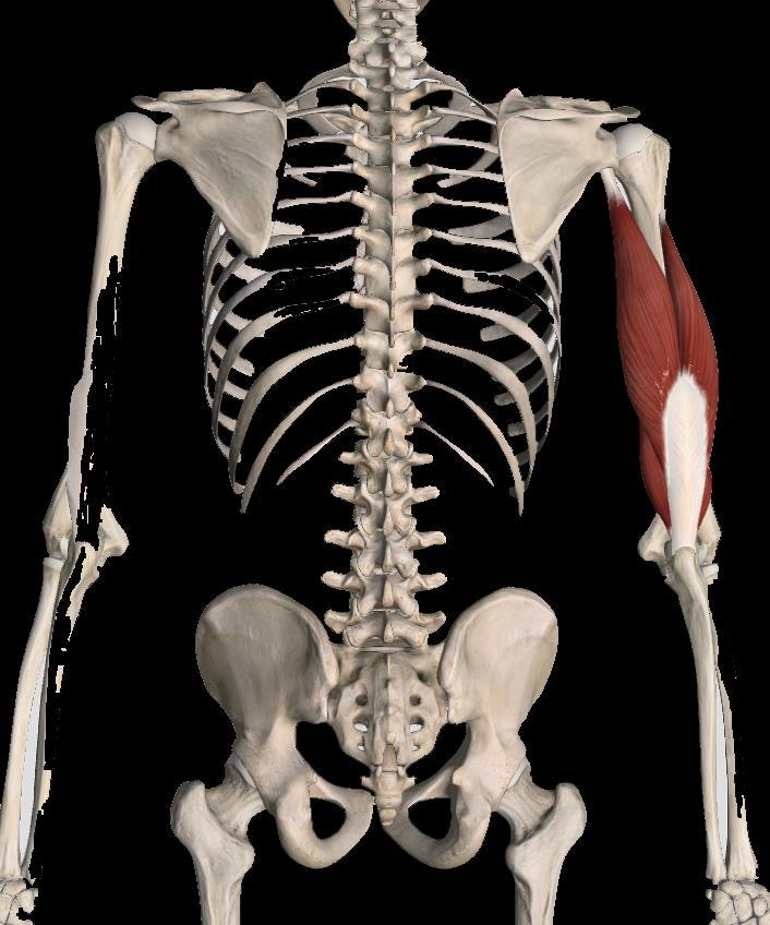 M. Triceps Brachii Lange kop: tuberculum infraglenoidale (scapula) Laterale kop: lateraal en proximaal op dorsale zijde humerus Mediale kop:
