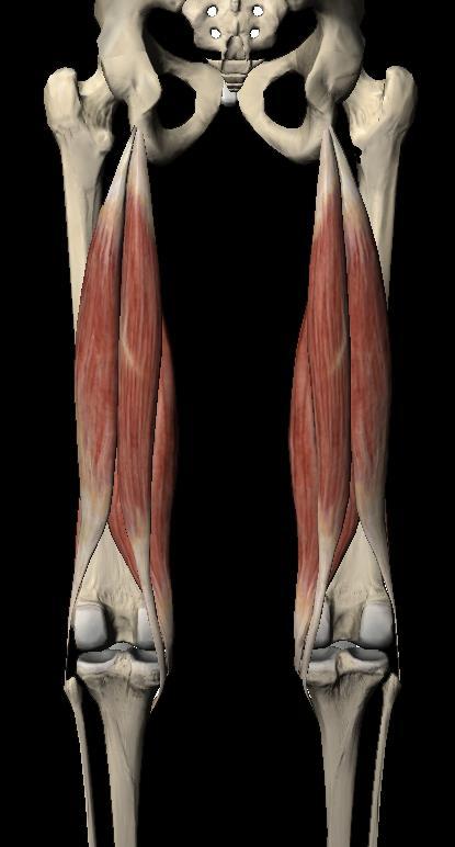 Hamstrings: - Biceps femoris lange kop - Biceps femoris korte kop - Semimembranosus -