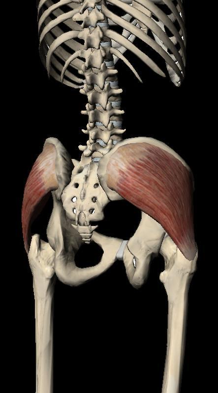 M. Gluteus medius Dorsaal op ilium Top